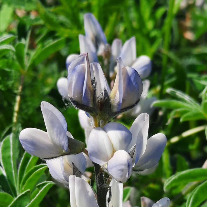 Weiße Lupine in Blüte auf dem Versuchsfeld in Gülzow